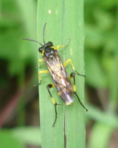Macrophya montana